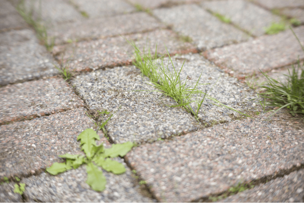 Close-up of grass and weeds growing between concrete paver stones on a patio or walkway.
